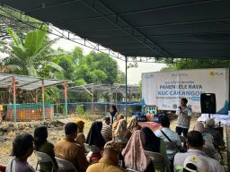Tarhib Ramadhan YBM PLN UIP JBTB: Panen Lele KUC Cah Angon Perkuat Kemandirian Mustahik