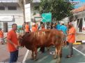 Rayakan Idul Adha dengan Kepedulian, PLN UIP JBTB Sembelih 5 Ekor Sapi dan 7 Ekor Kambing