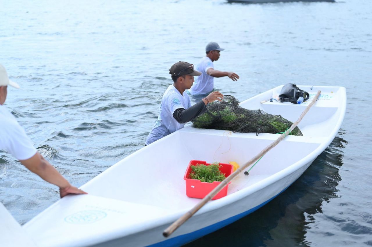 Hari Lingkungan Hidup, Dari Pesisir Nusa Lembongan, PLN Bangun Kemandirian Ekonomi Melalui Rumput Laut
