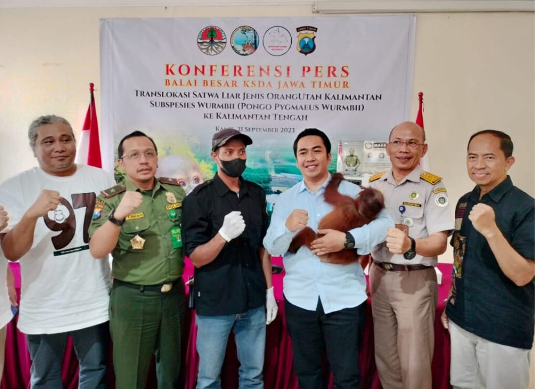 BBKSDA dan Polda Jatim Peduli Kembalikan Orangutan Kalimantan